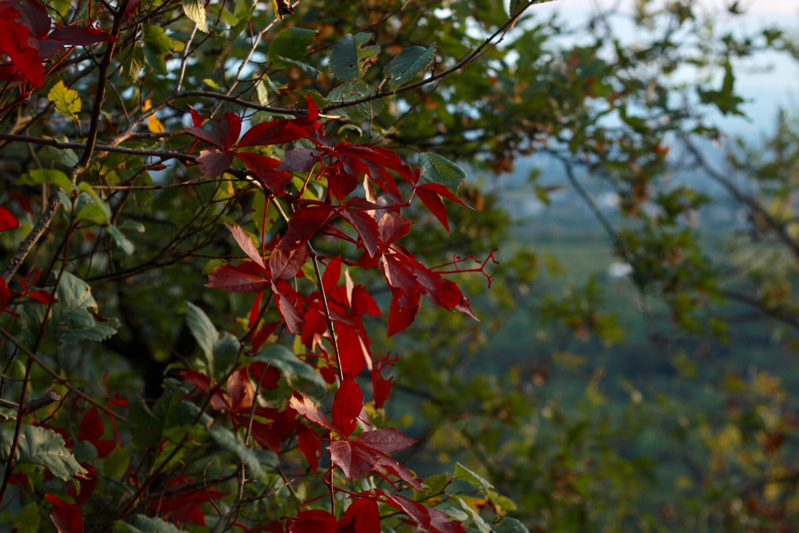 Canon EF 50mm F1.8 STM sample photo. Leaves, red, green photography