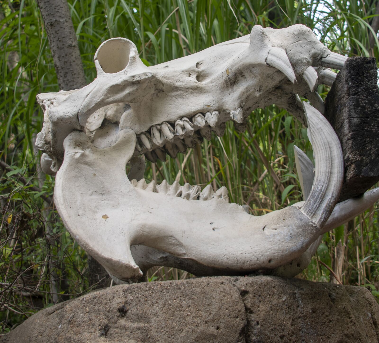 Nikon D850 sample photo. Skeleton, bones, head photography