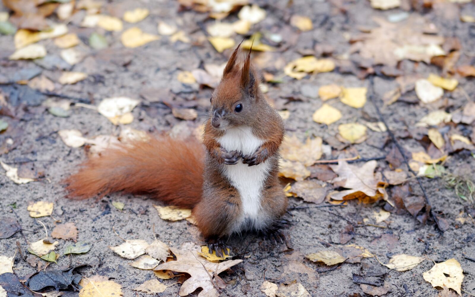 Nikon D5100 sample photo. Squirrel, pet, mammalian photography