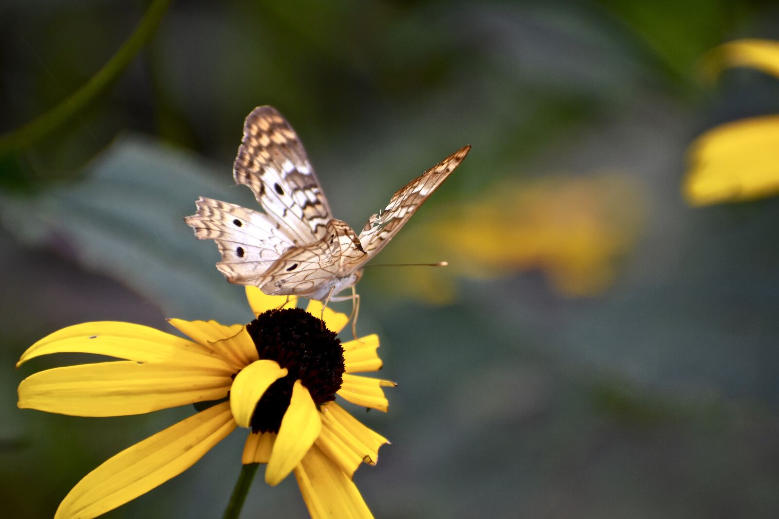 Nikon D3400 sample photo. Butterfly, yellow, flower photography