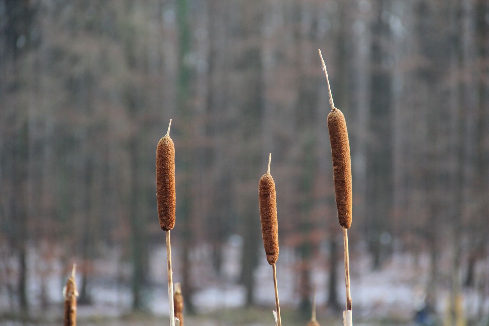 Canon EF-S 18-135mm F3.5-5.6 IS sample photo. Nature, nature reed, landscape photography
