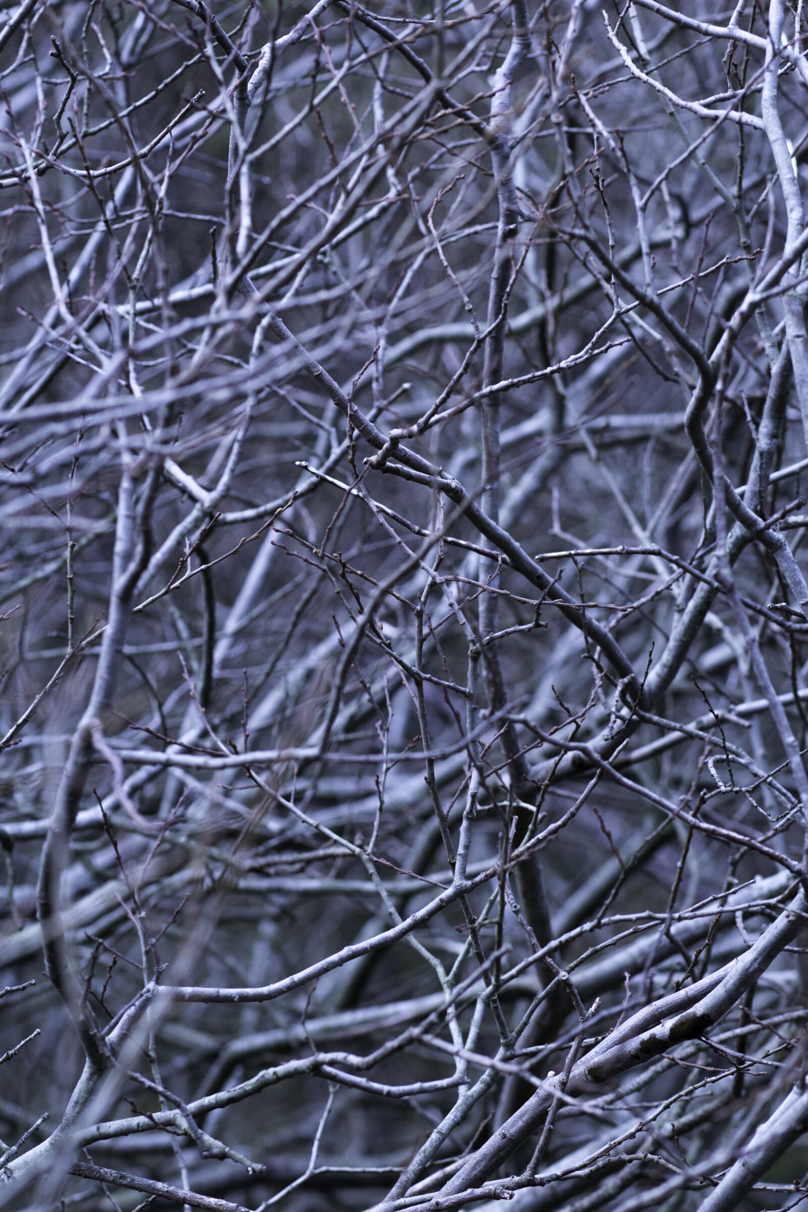 Canon EOS 1200D (EOS Rebel T5 / EOS Kiss X70 / EOS Hi) + Canon EF 85mm F1.8 USM sample photo. Abstract, branches, forest, woods photography
