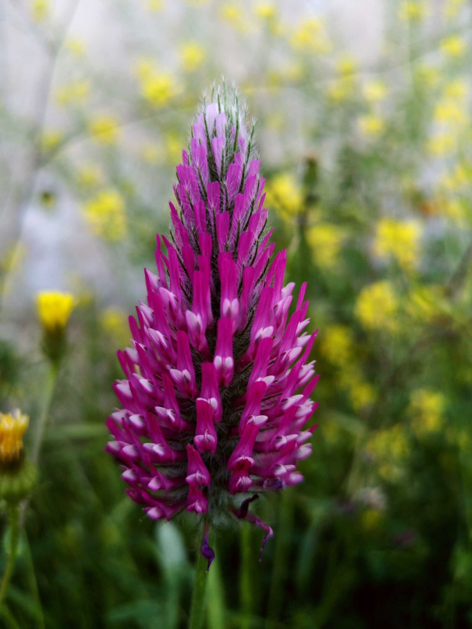 HUAWEI CLT-L29 sample photo. Flower, nature, plants photography