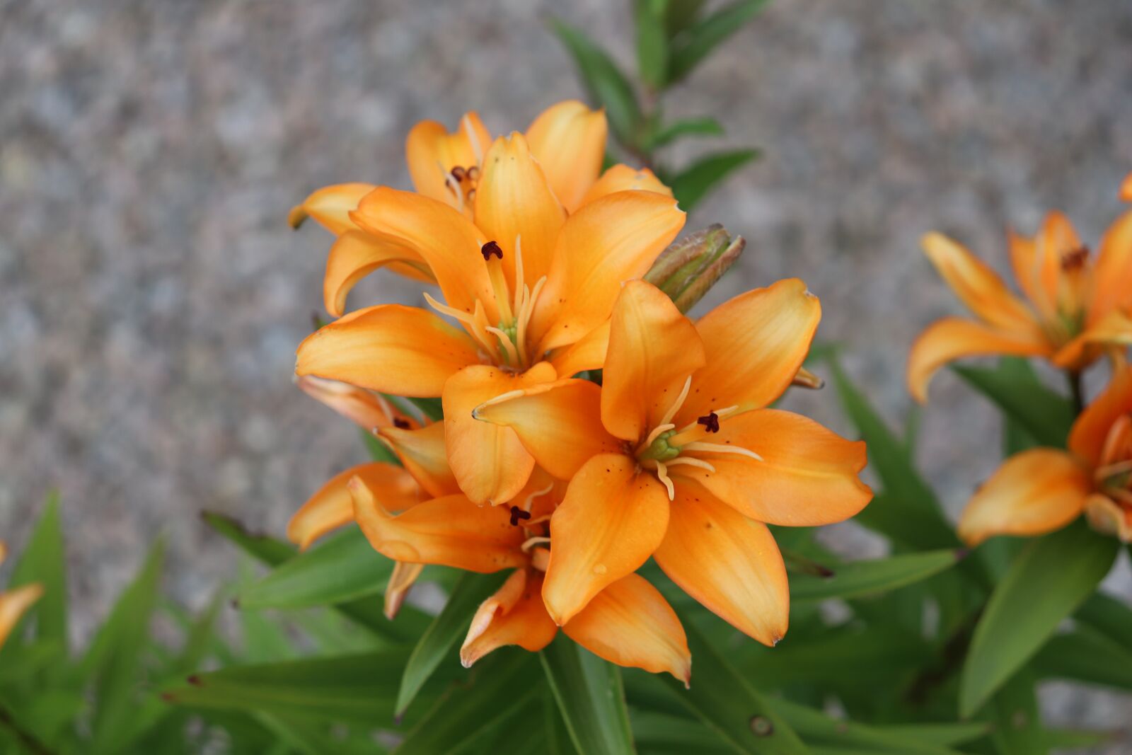 Canon EOS 800D (EOS Rebel T7i / EOS Kiss X9i) sample photo. Golden, lilies, flower photography