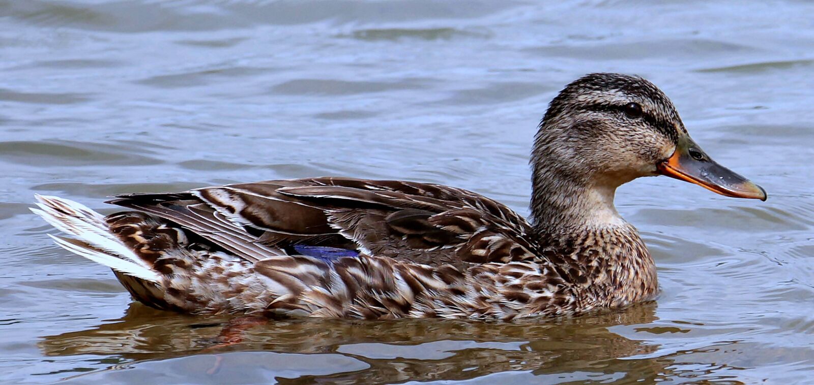 Canon EOS 550D (EOS Rebel T2i / EOS Kiss X4) sample photo. Duck, lake, water photography