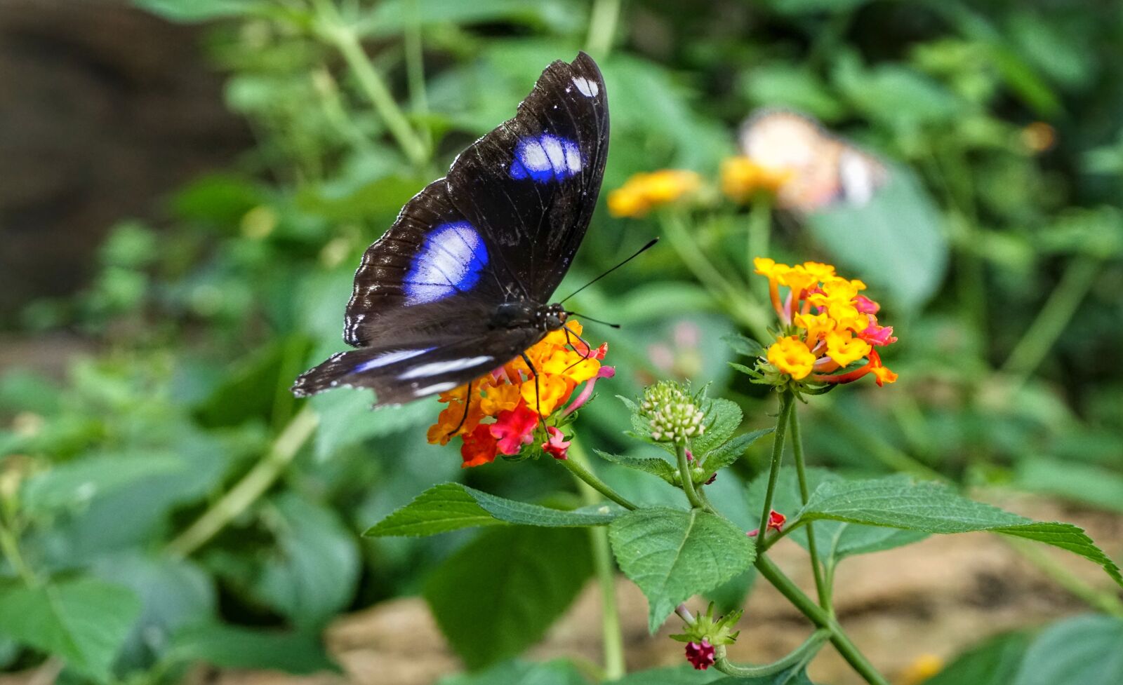 Sony a6300 sample photo. Black, white, blue photography