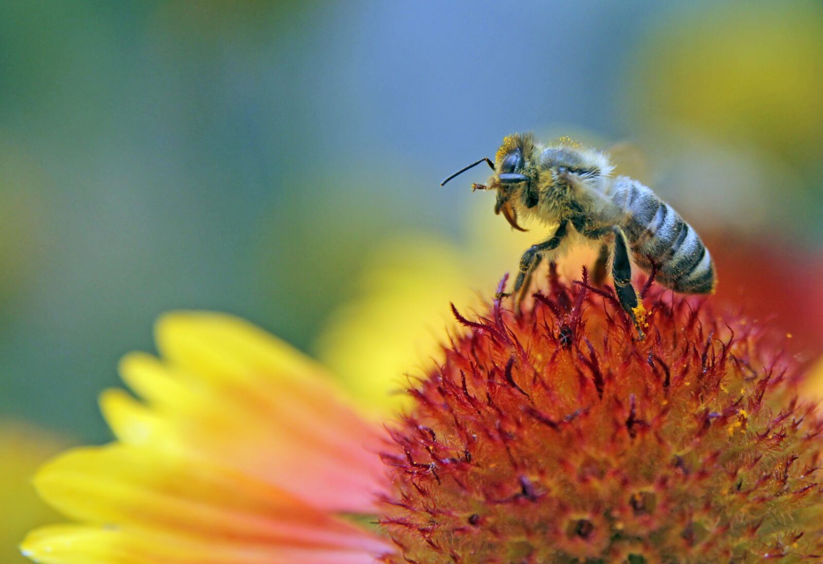 Canon EOS 60D sample photo. Bee, flower, pollen photography