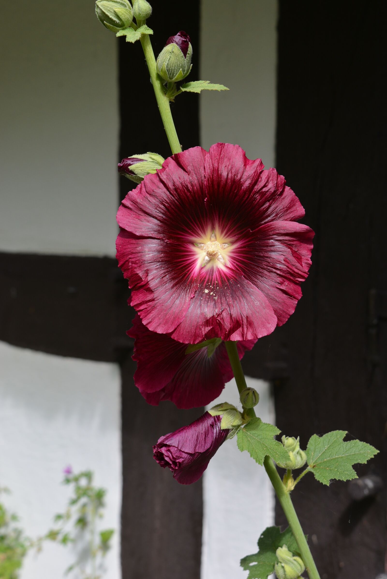 Nikon D5200 sample photo. Stock rose, blossom, bloom photography