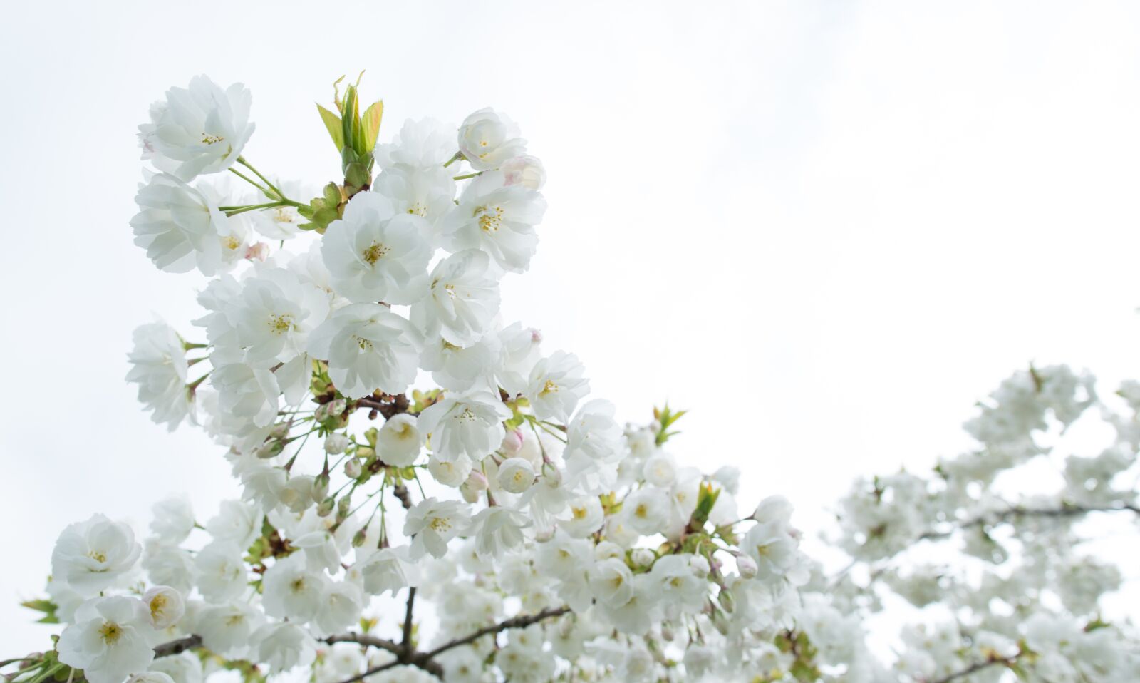 Nikon D610 sample photo. White, blossom, spring photography