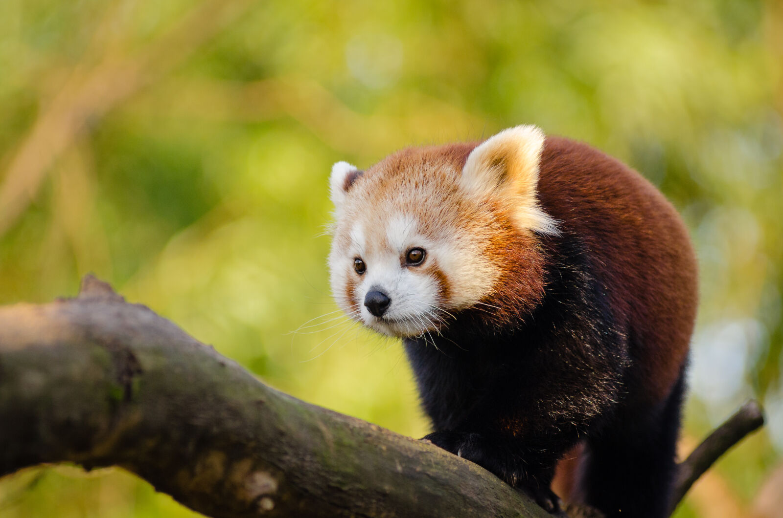 AF Zoom-Nikkor 80-200mm f/2.8 ED sample photo
