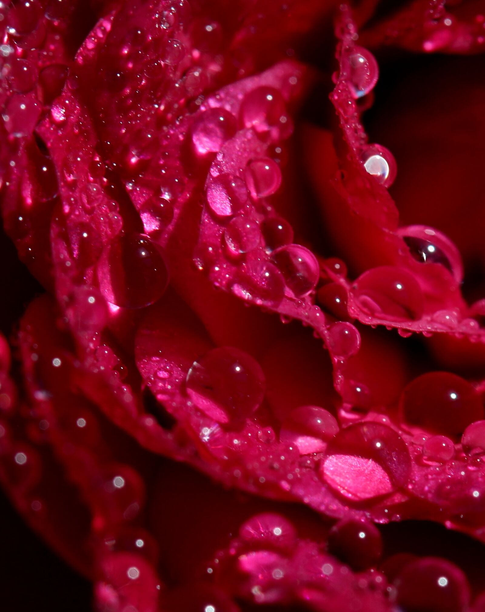 Canon EF-S 60mm F2.8 Macro USM sample photo. Rose, red, wet photography