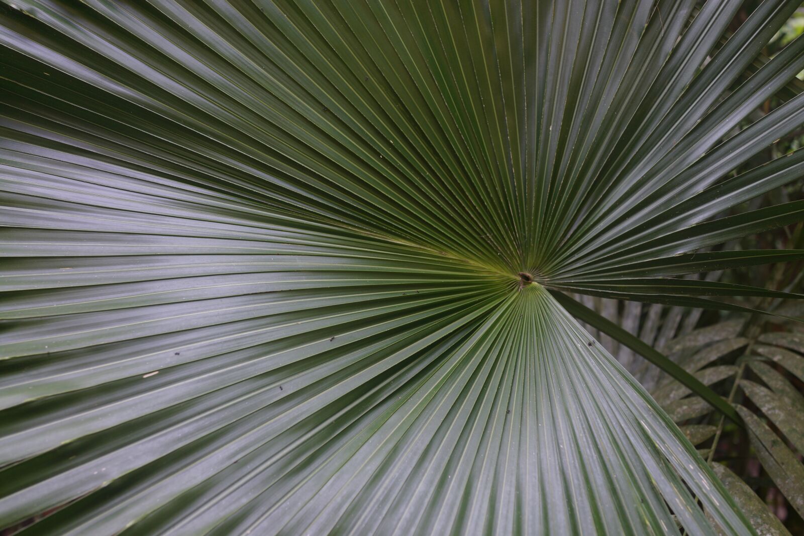 Sony Cyber-shot DSC-RX1R sample photo. Palm, fronds, green photography