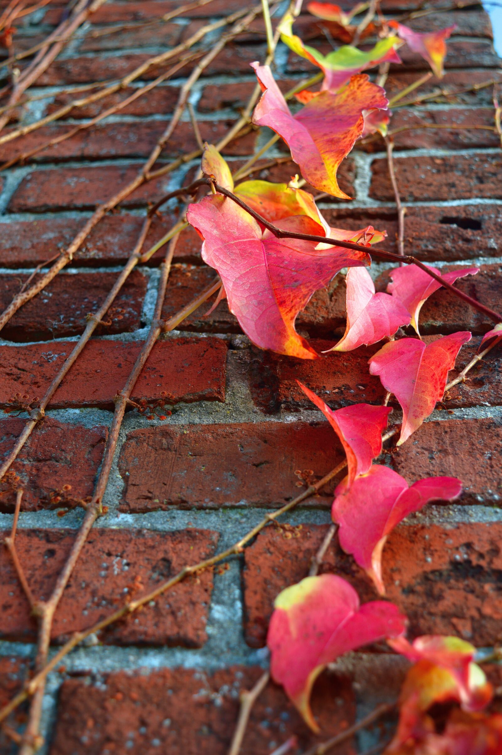 Nikon D3200 sample photo. Ivy, wall, autumn photography