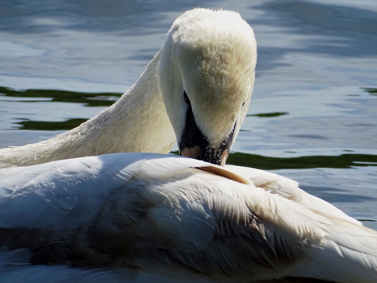 Sony Cyber-shot DSC-HX350 sample photo. Swan, young animal, water photography