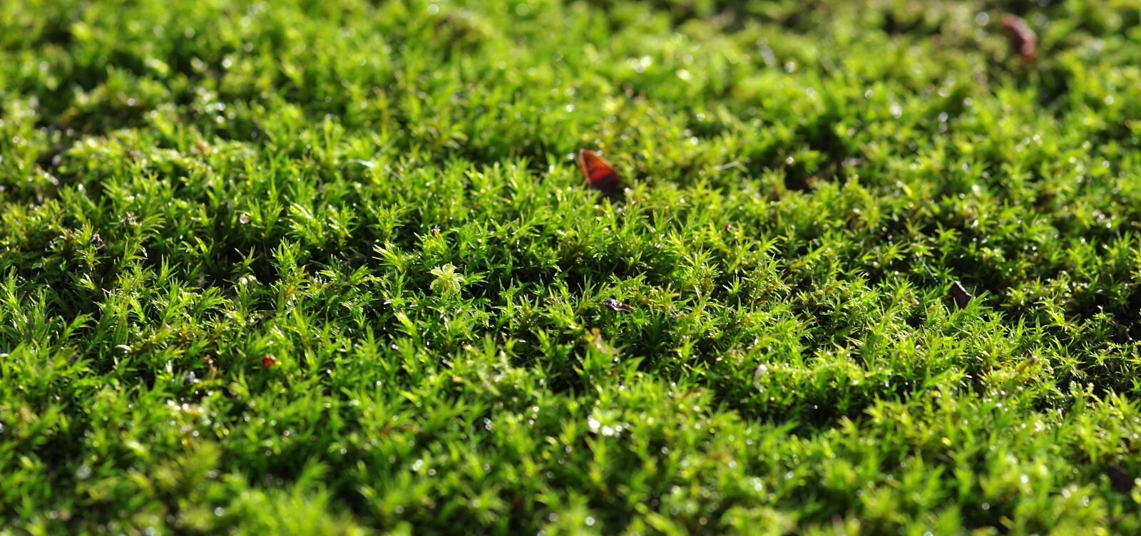 Pentax K-S2 sample photo. Moss, green, the background photography