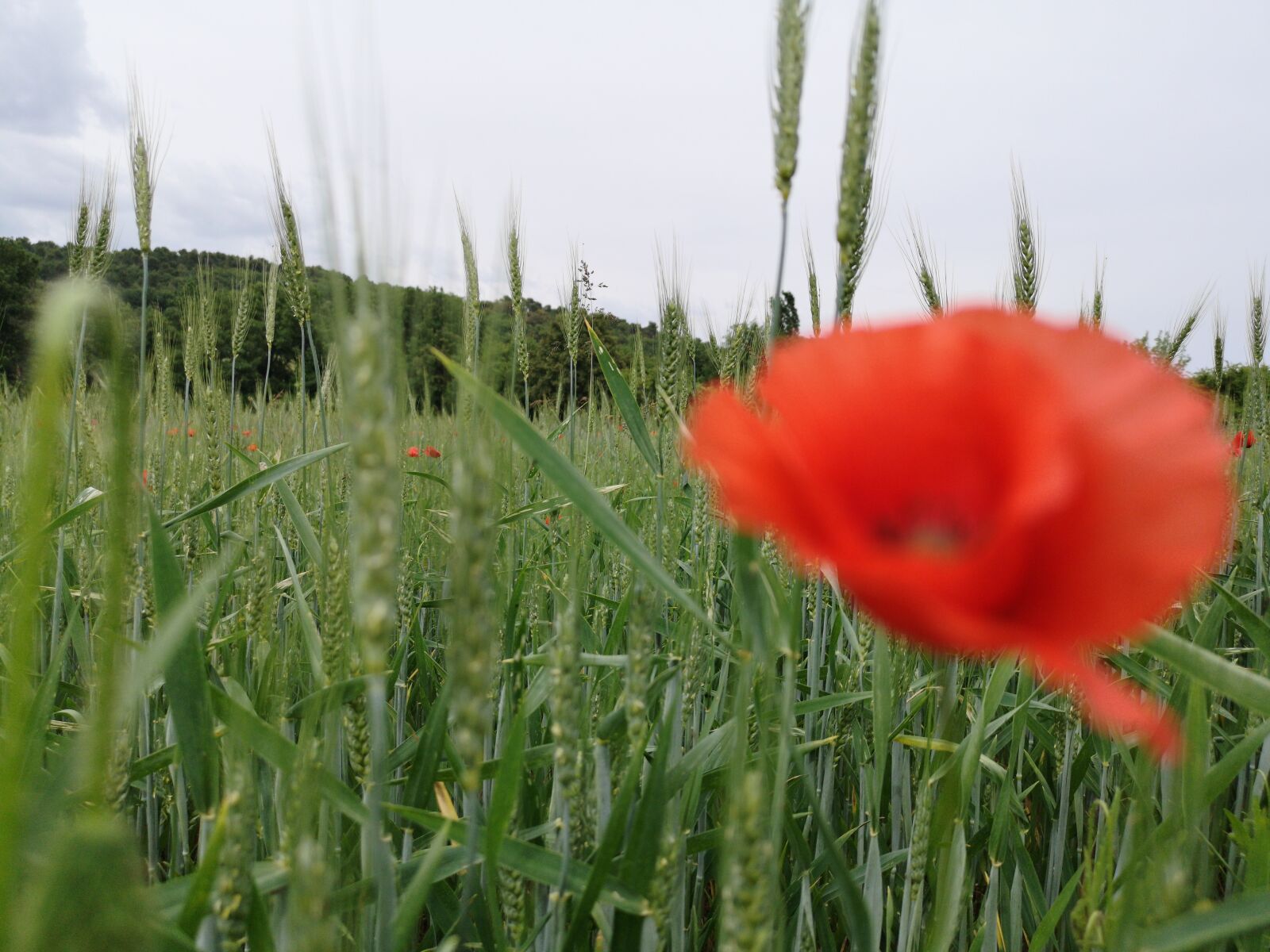 HUAWEI CLT-L29 sample photo. Poppy, field, wheat photography