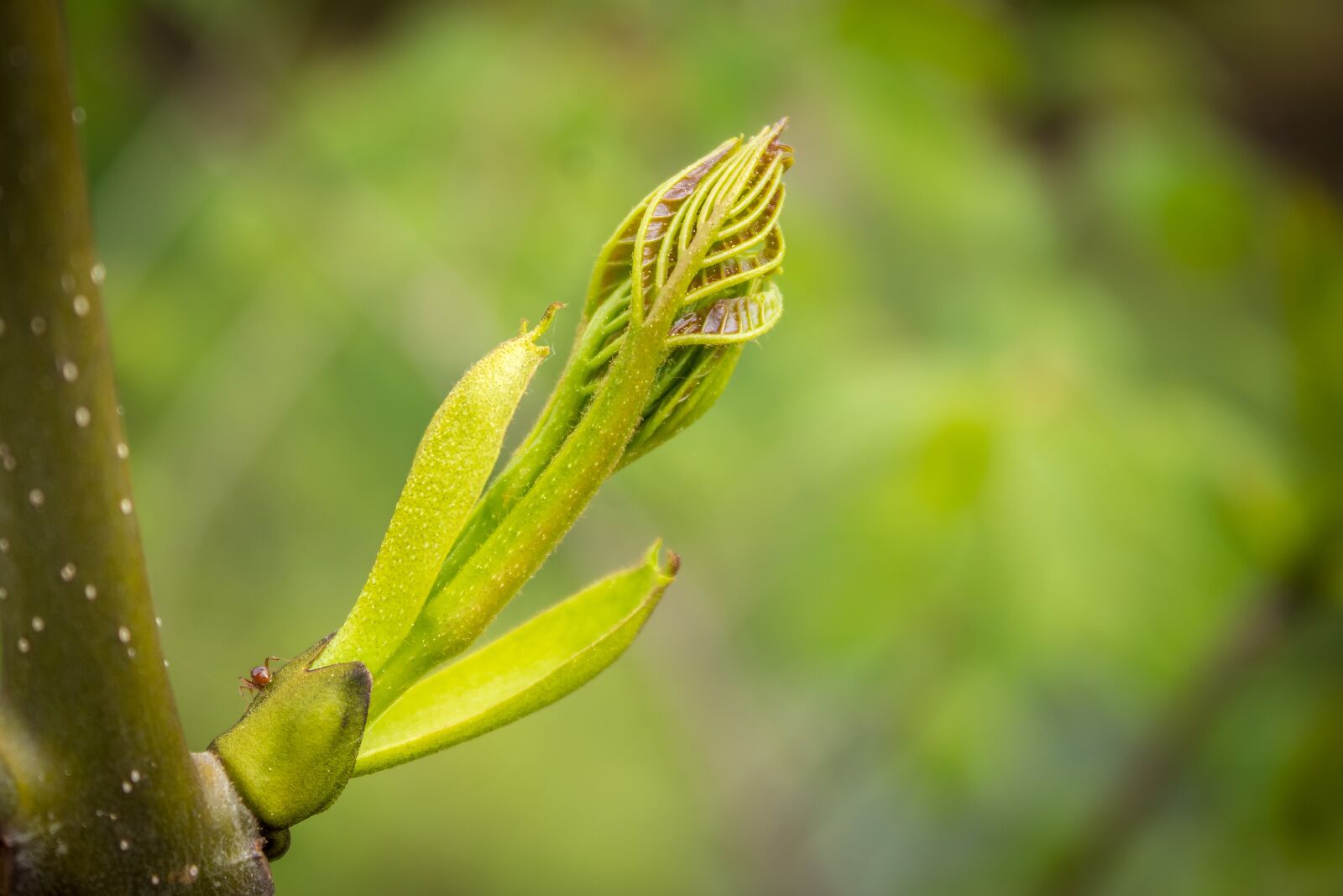 Canon EOS 1300D (EOS Rebel T6 / EOS Kiss X80) sample photo. Mountain ash, leaf bud photography