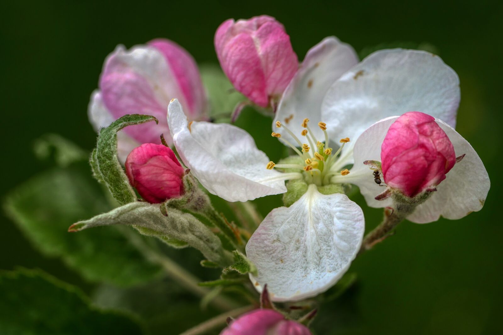 Panasonic Lumix DMC-GX8 sample photo. Apple blossom, apple tree photography