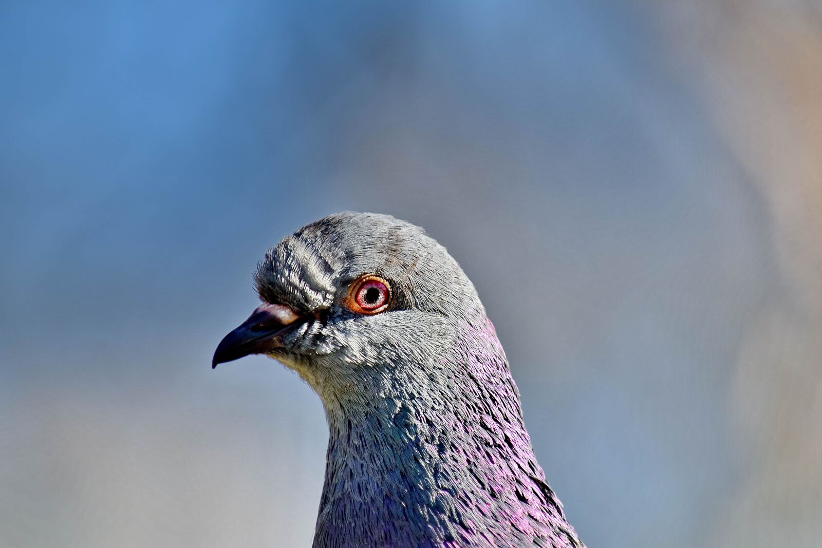 Nikon D5500 sample photo. Beautiful, close-up, colorful, head photography