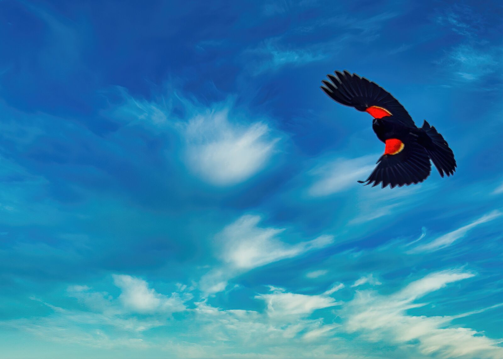 Nikon D3300 sample photo. Red, wing, crow photography