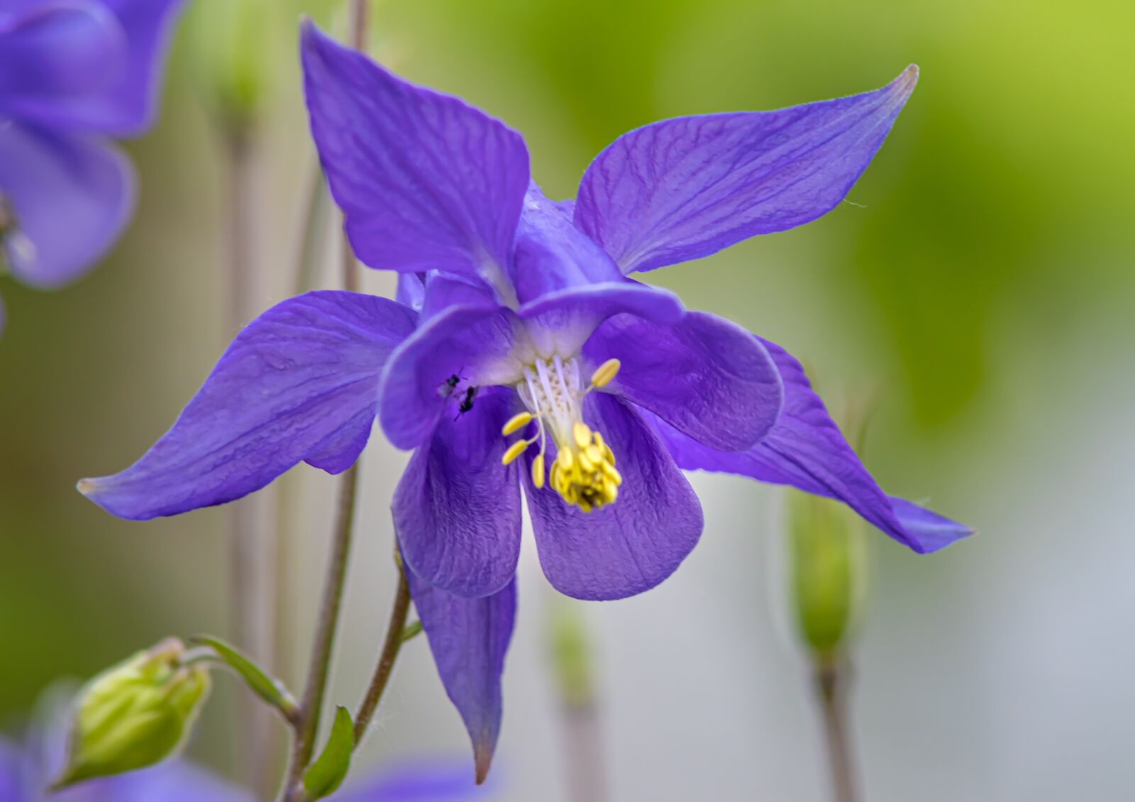Canon EOS 80D sample photo. Columbine, plant, blue photography