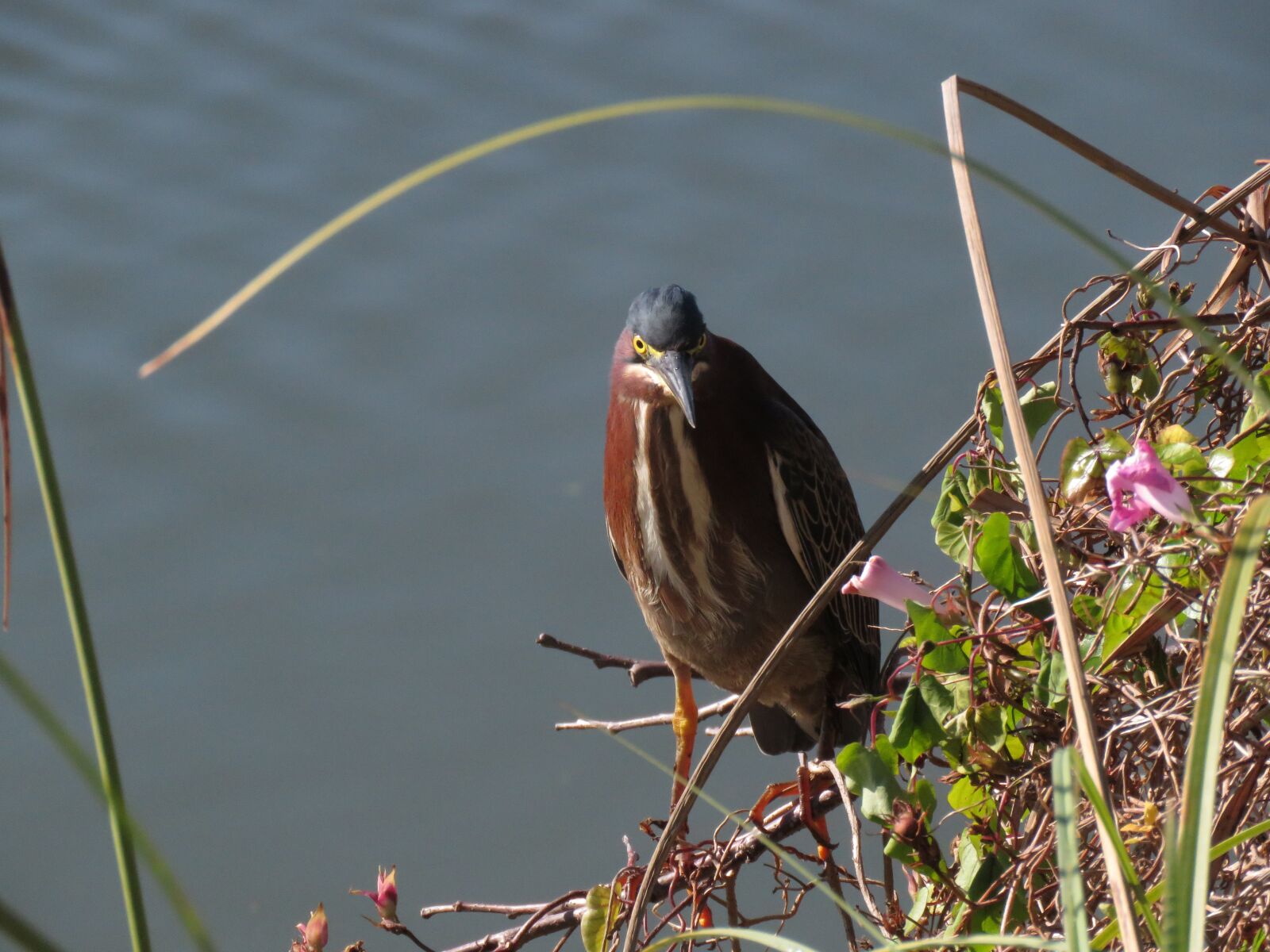 Canon PowerShot SX60 HS sample photo. Nice green heron, sanibel photography