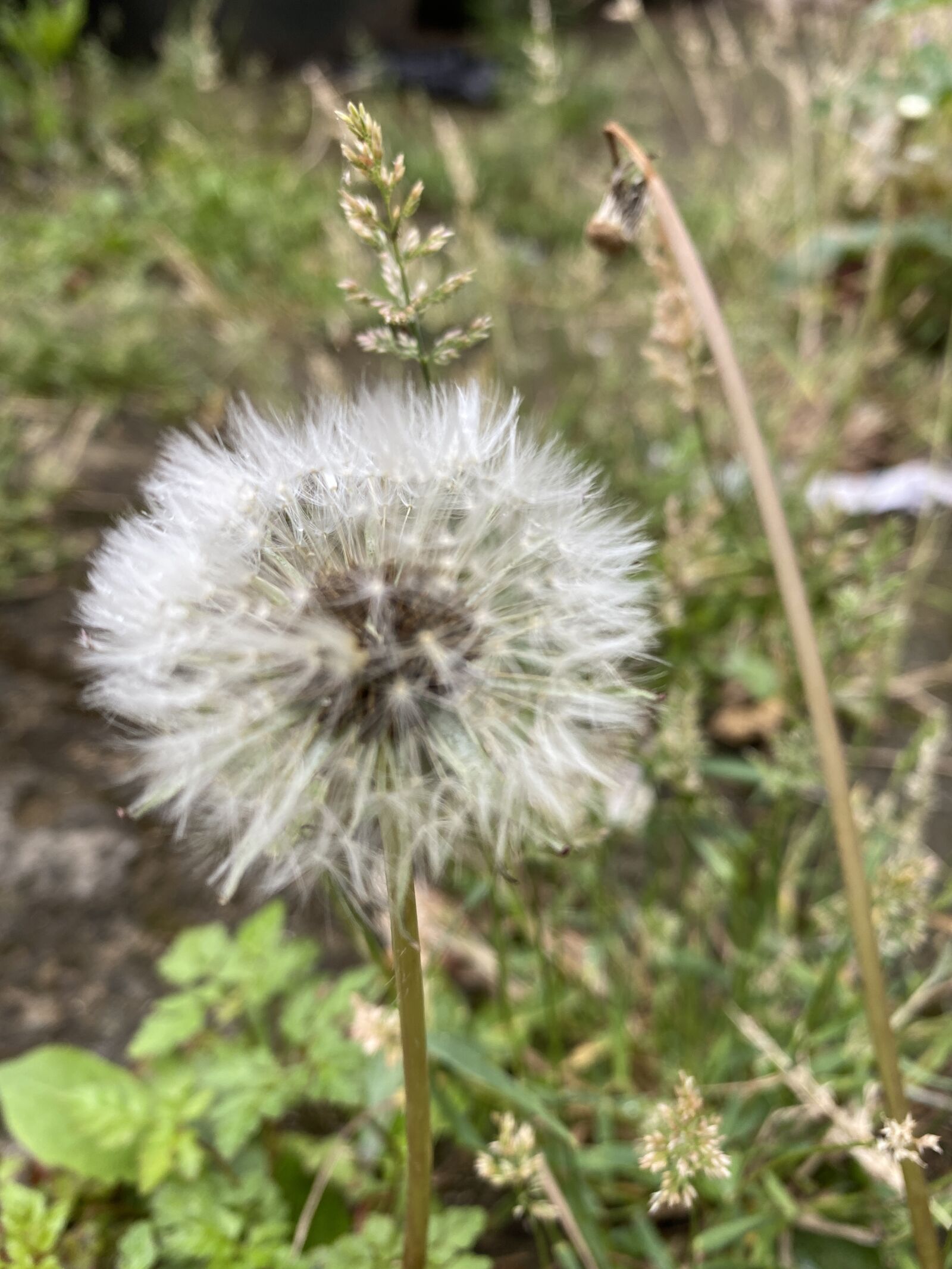 iPhone 11 Pro back triple camera 4.25mm f/1.8 sample photo. Unknown, grass flower, nature photography
