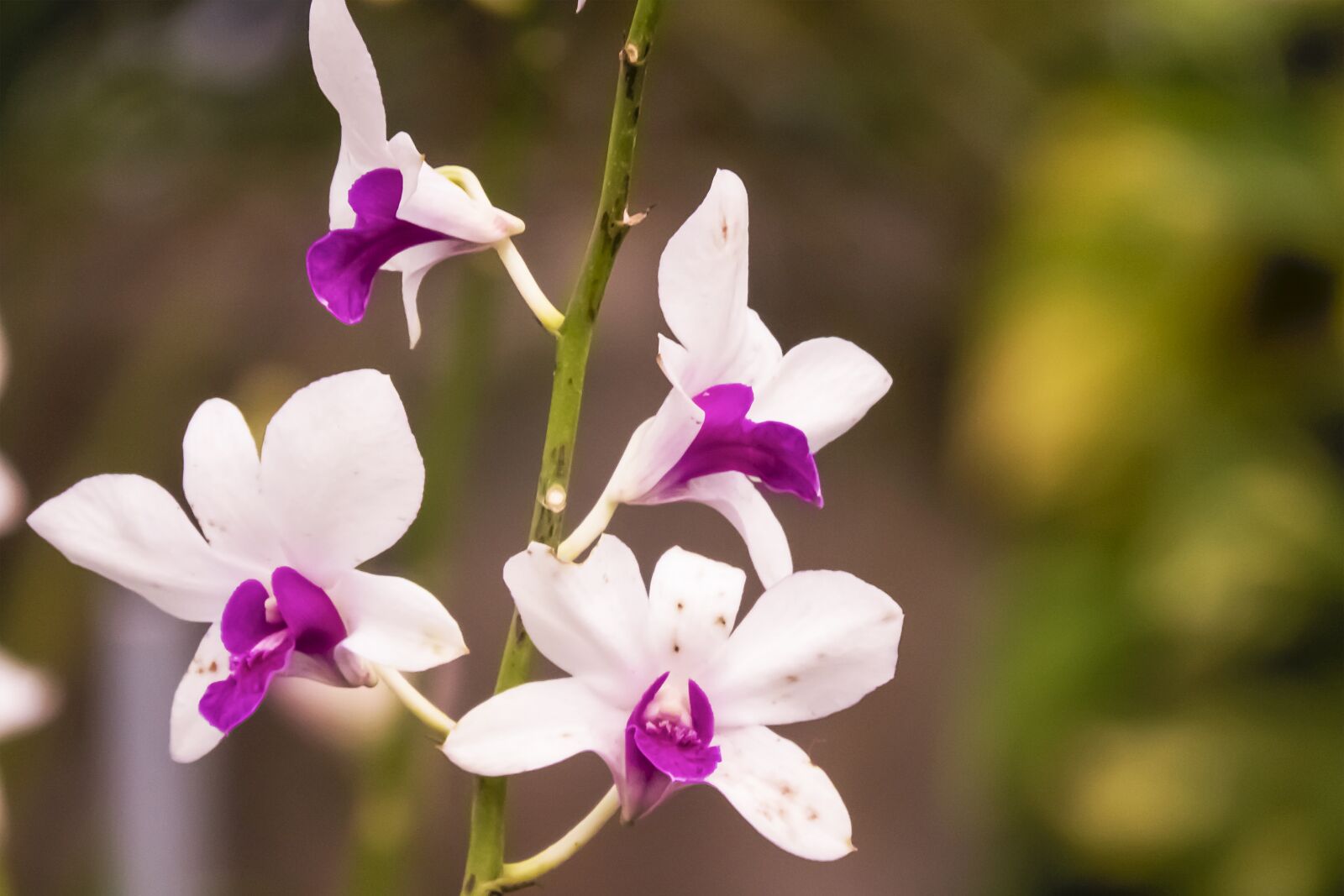 Canon PowerShot SX60 HS sample photo. Orchid, white, purple photography