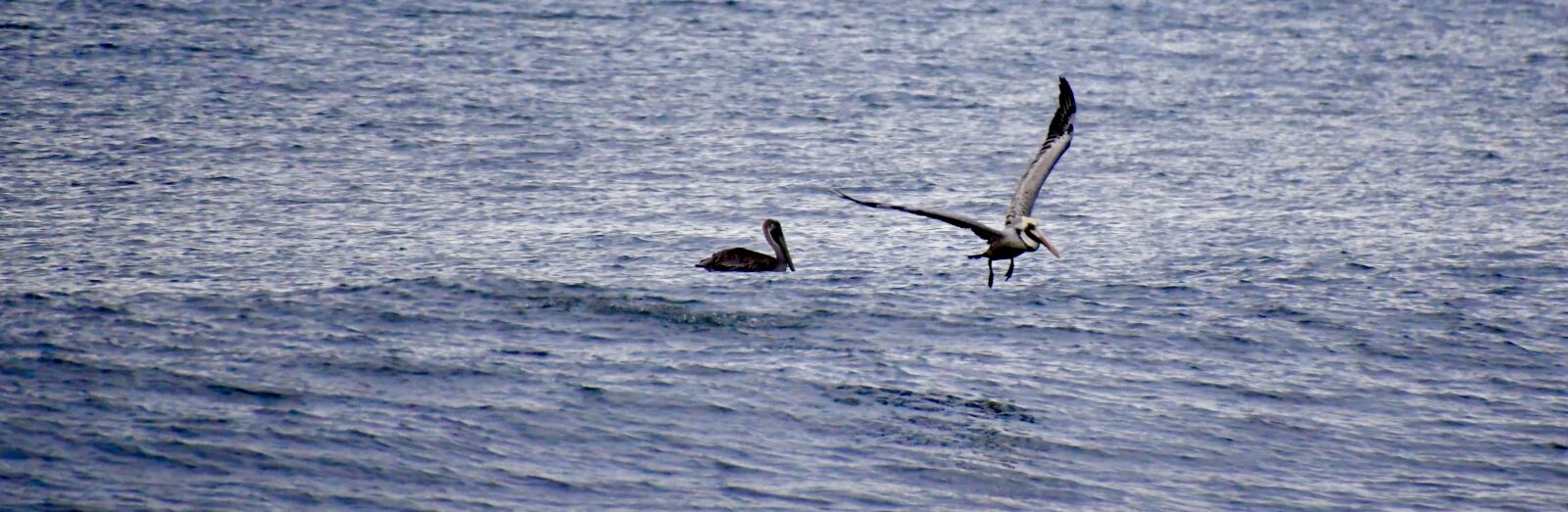 Nikon D850 sample photo. Sea gulls, birds, ocean photography