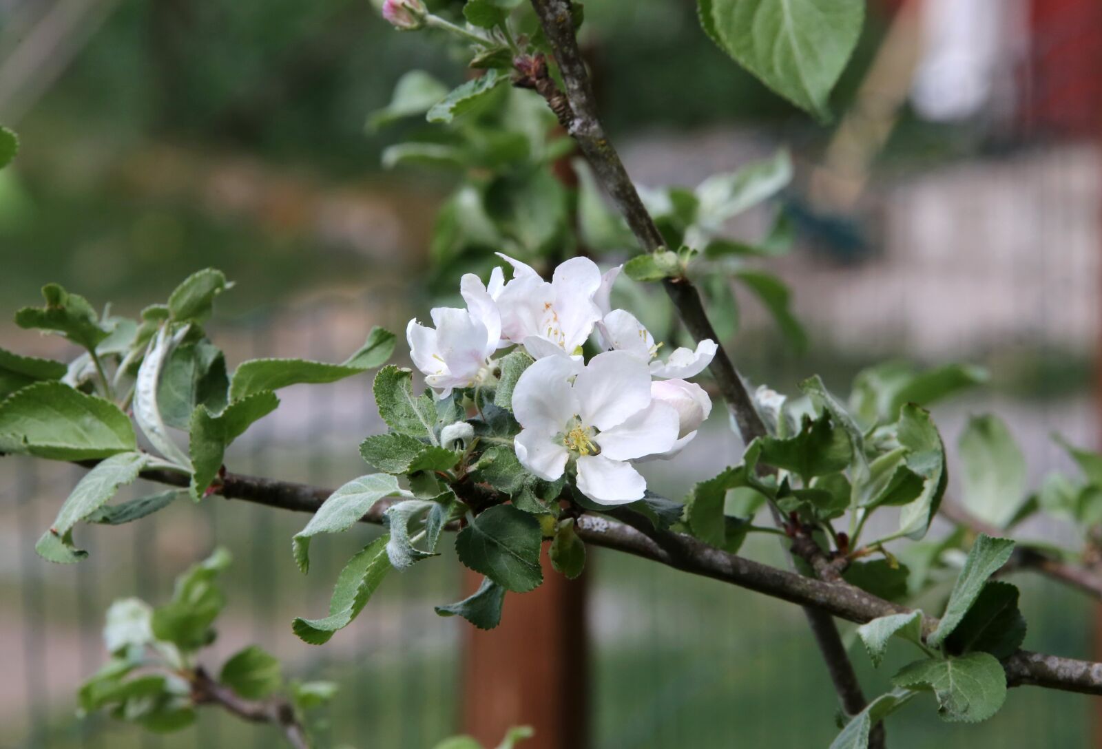 Canon EF 28-300mm F3.5-5.6L IS USM sample photo. Apple tree, spring, flower photography