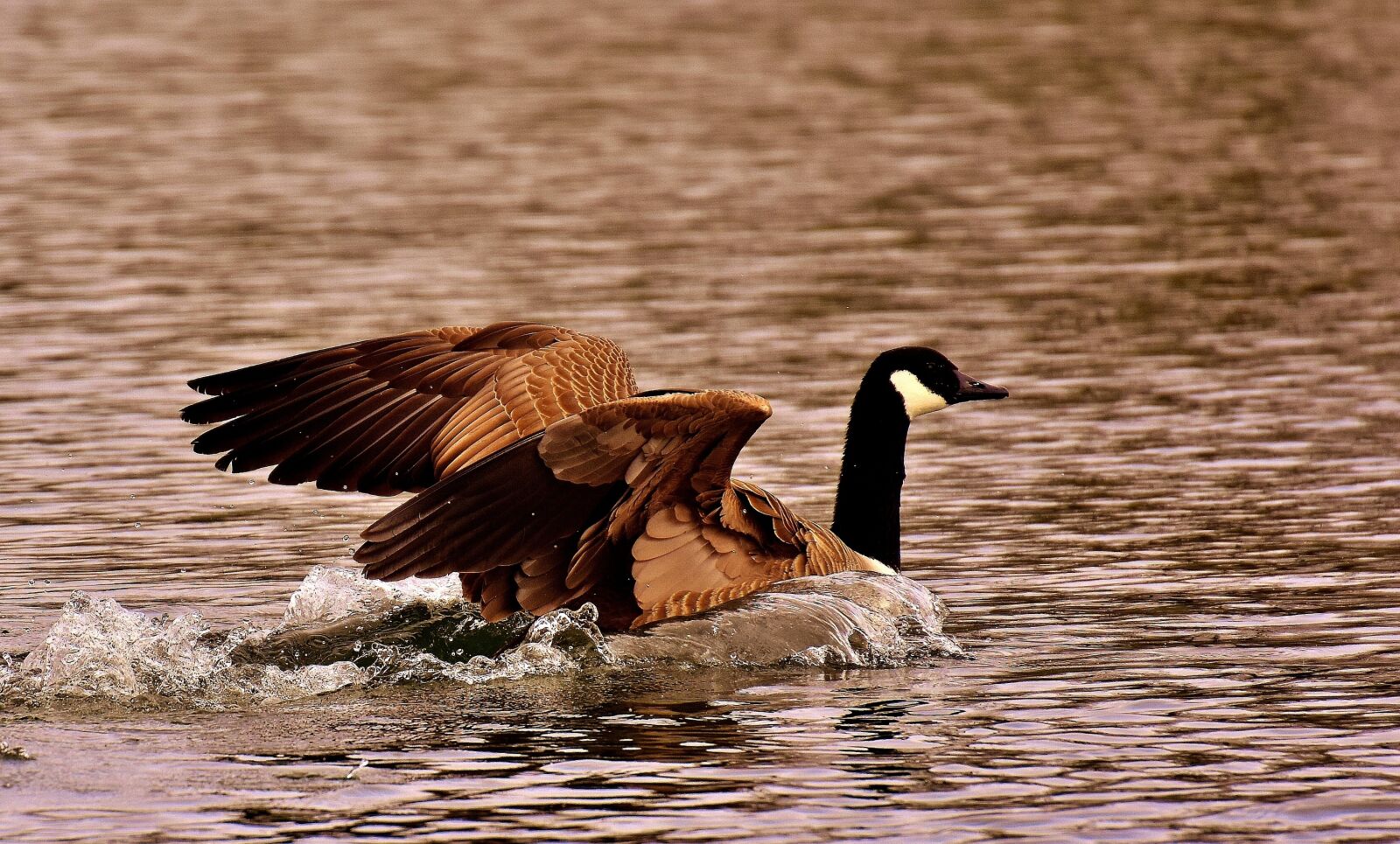 Nikon D7200 sample photo. Goose, wild goose, water photography