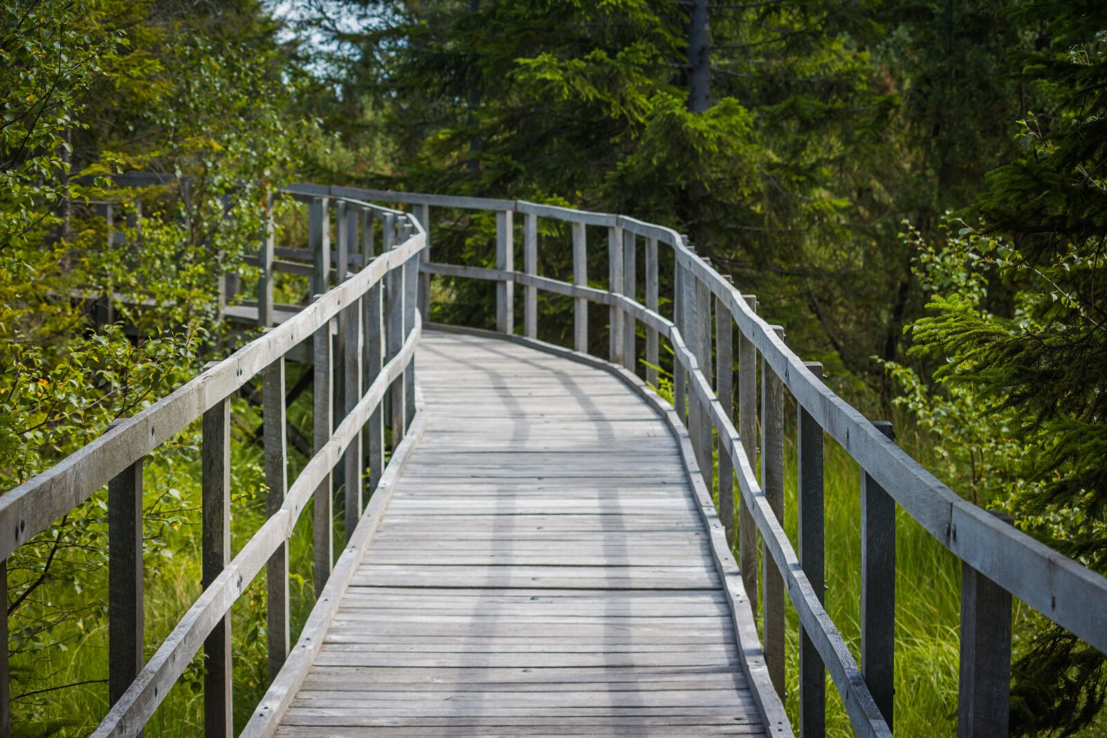 Canon EOS 100D (EOS Rebel SL1 / EOS Kiss X7) sample photo. Path, footbridge, wooden walkway photography