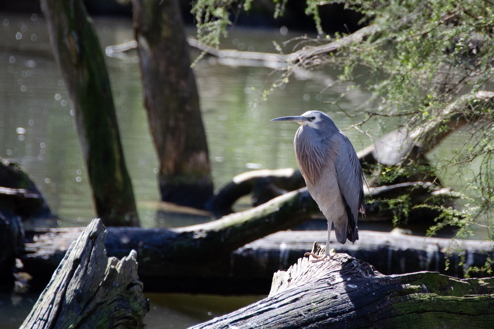 Nikon D5100 sample photo. Heron, white-faced heron, bird photography