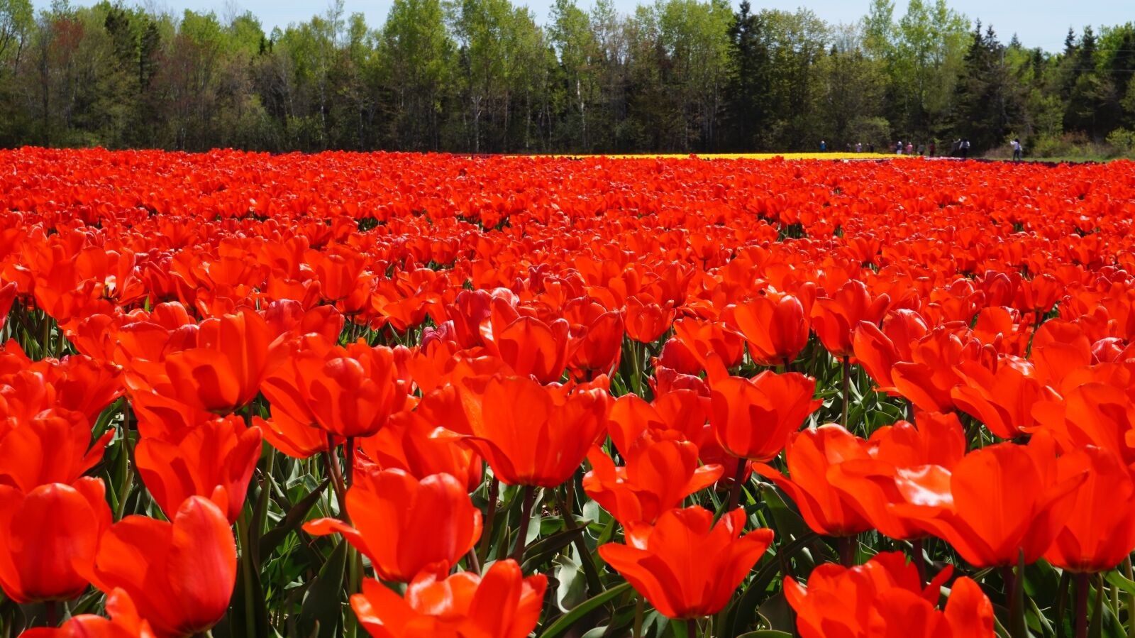 Sony Alpha a5000 (ILCE 5000) sample photo. Tulip, flowers, red photography