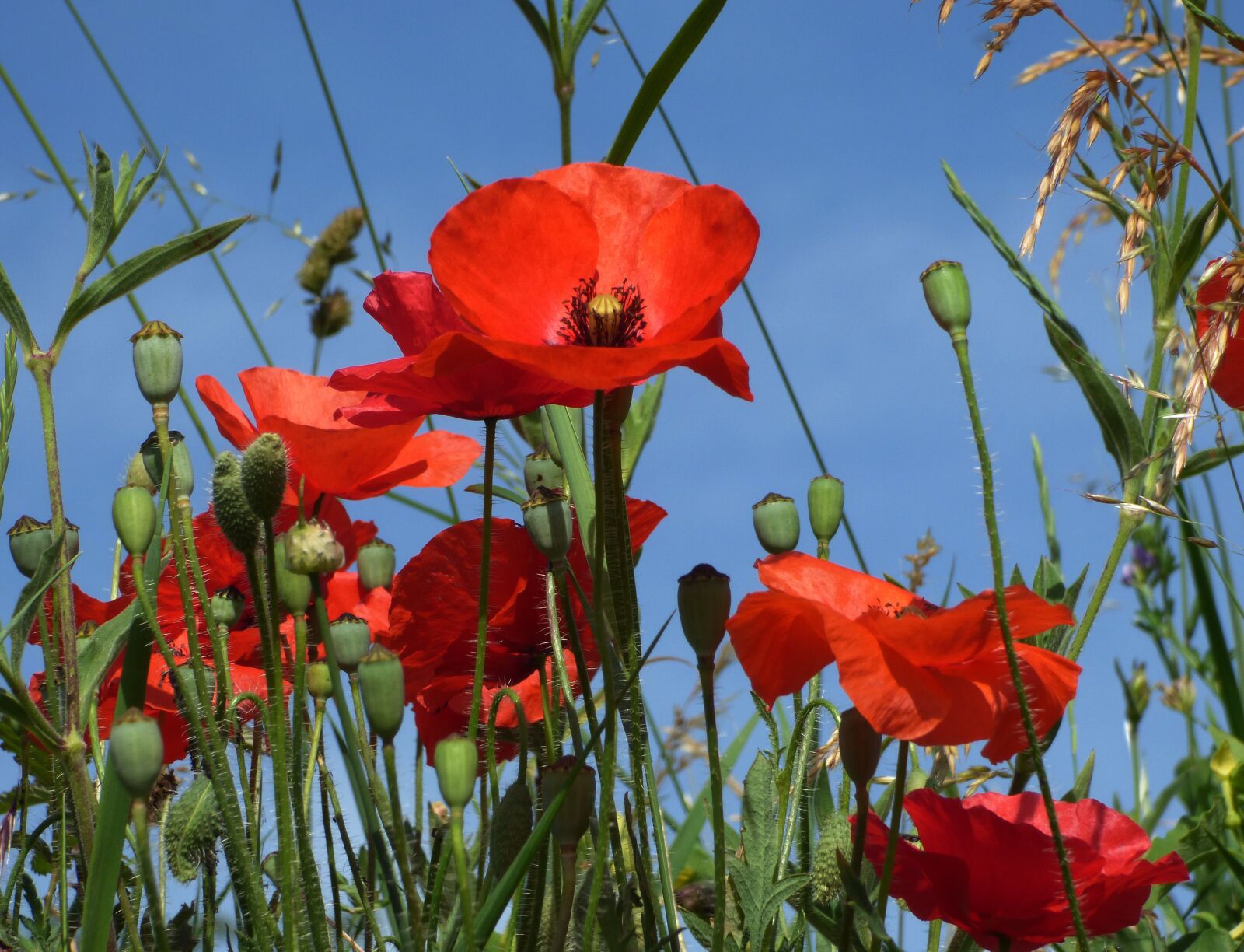 Panasonic DMC-FZ72 sample photo. Summer, poppies, beaujolais photography