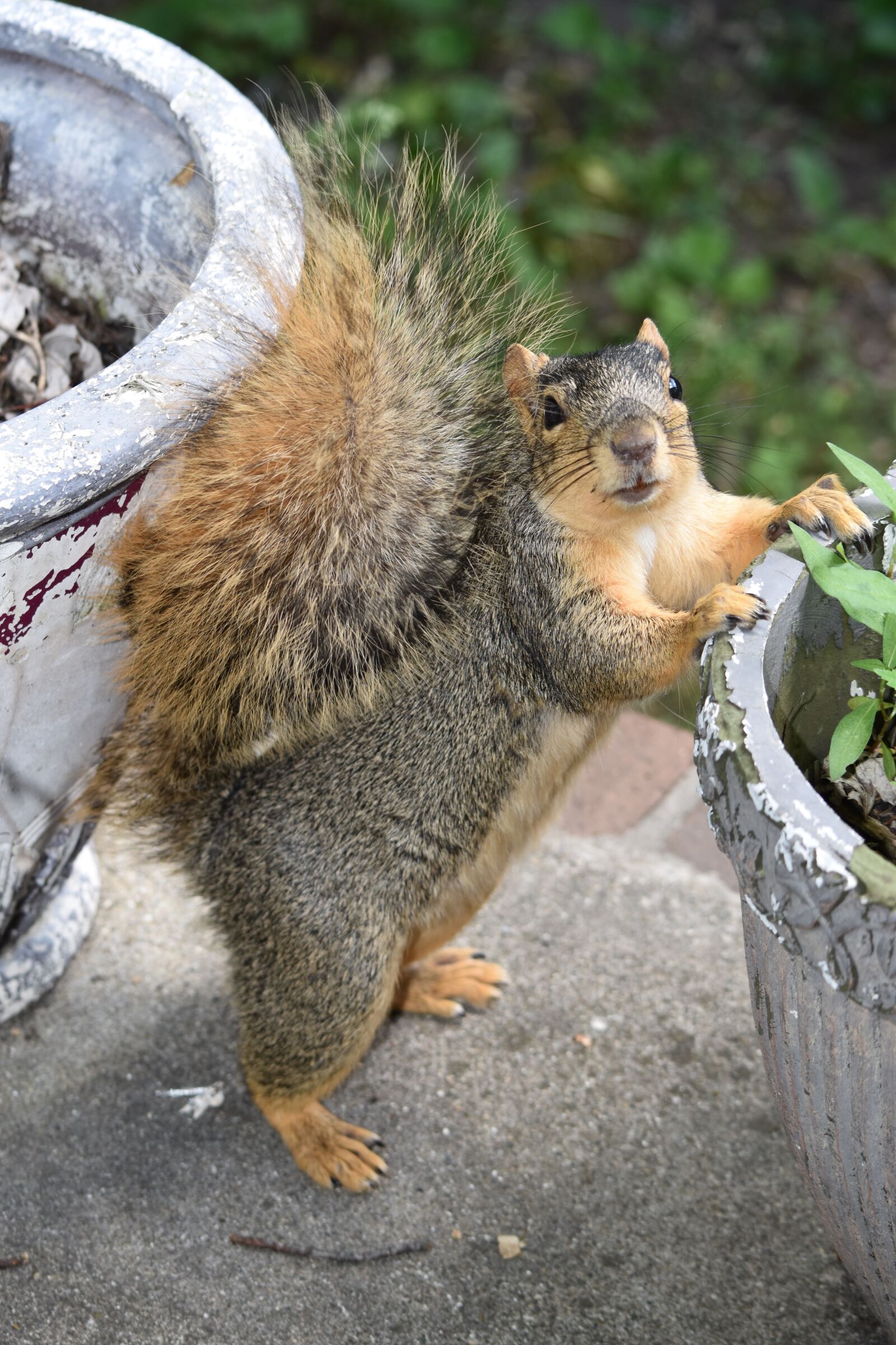 Nikon D5500 sample photo. Squirrel, furry, animal photography
