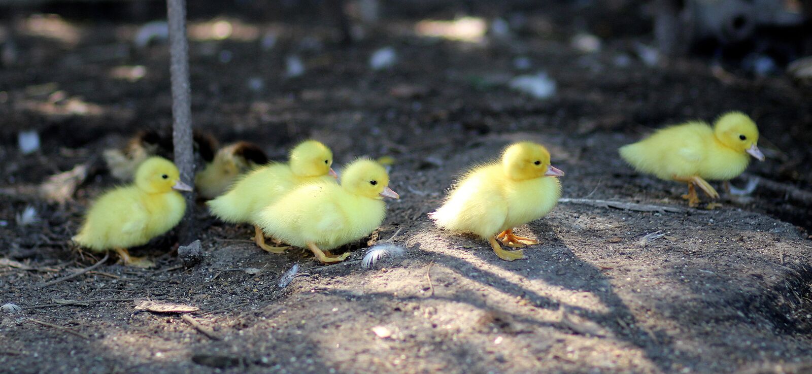 Canon EOS 700D (EOS Rebel T5i / EOS Kiss X7i) + Canon EF 85mm F1.8 USM sample photo. Duckling, birds, yellow photography