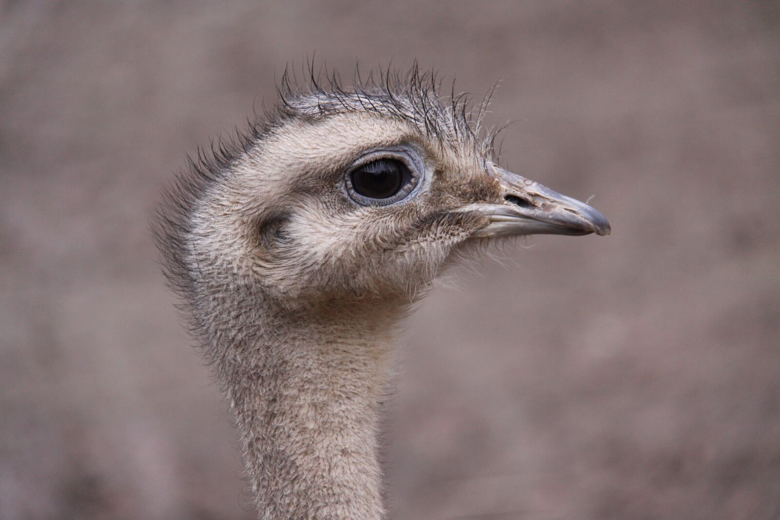 Canon EOS 50D sample photo. Flightless bird, rhea bird photography