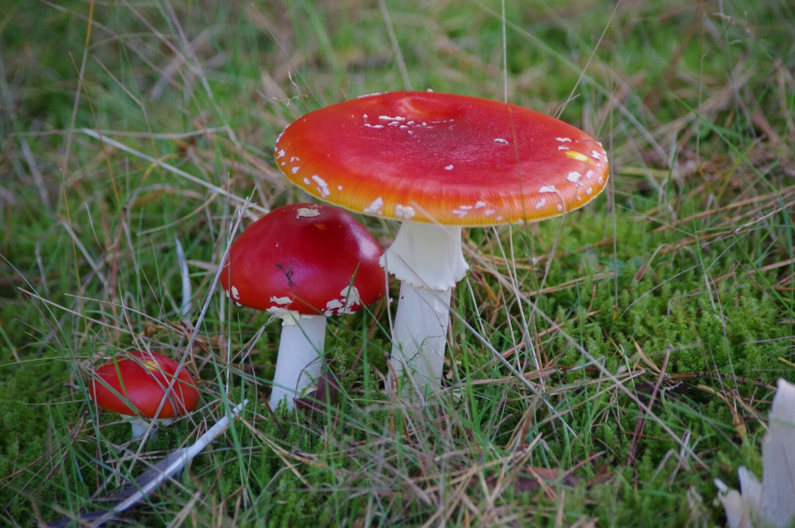 Pentax K-x sample photo. Mushrooms, red padenstoel, red photography