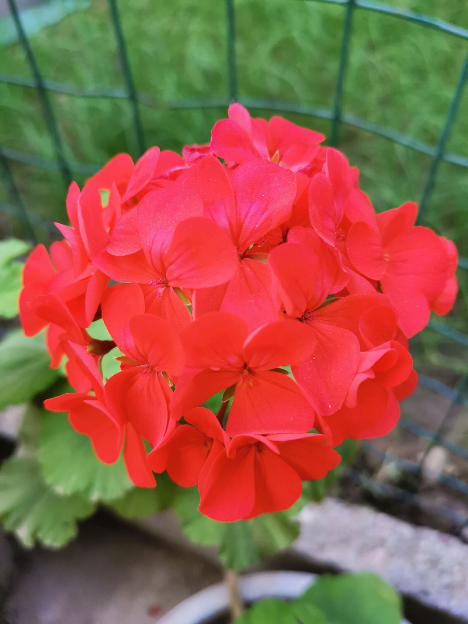 HUAWEI Mate 20 Pro sample photo. Geranium, flower, red flowers photography