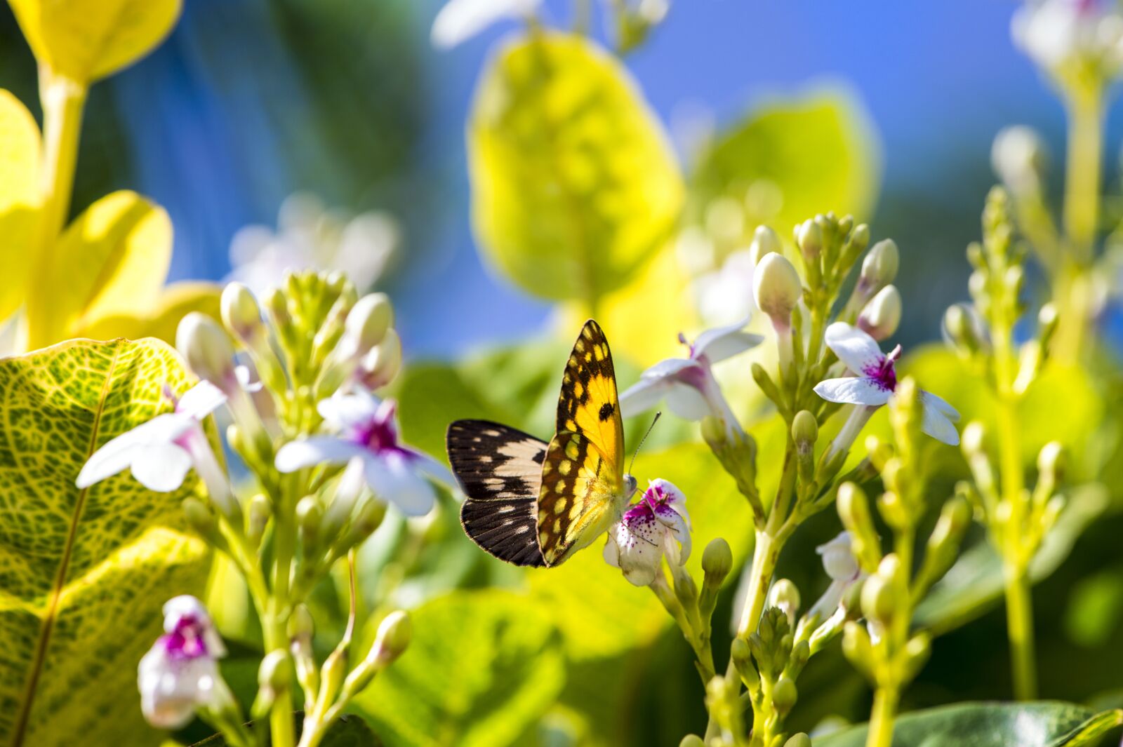 Nikon D4S sample photo. Butterfly, colourful, garden photography