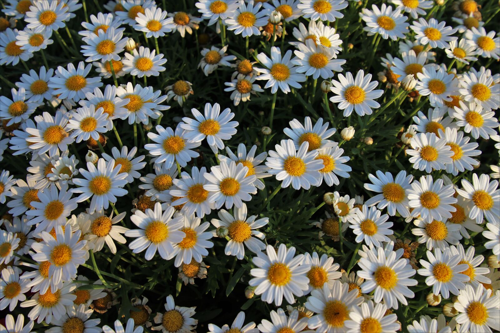 Canon EOS 80D sample photo. White flowers, wild flowers photography