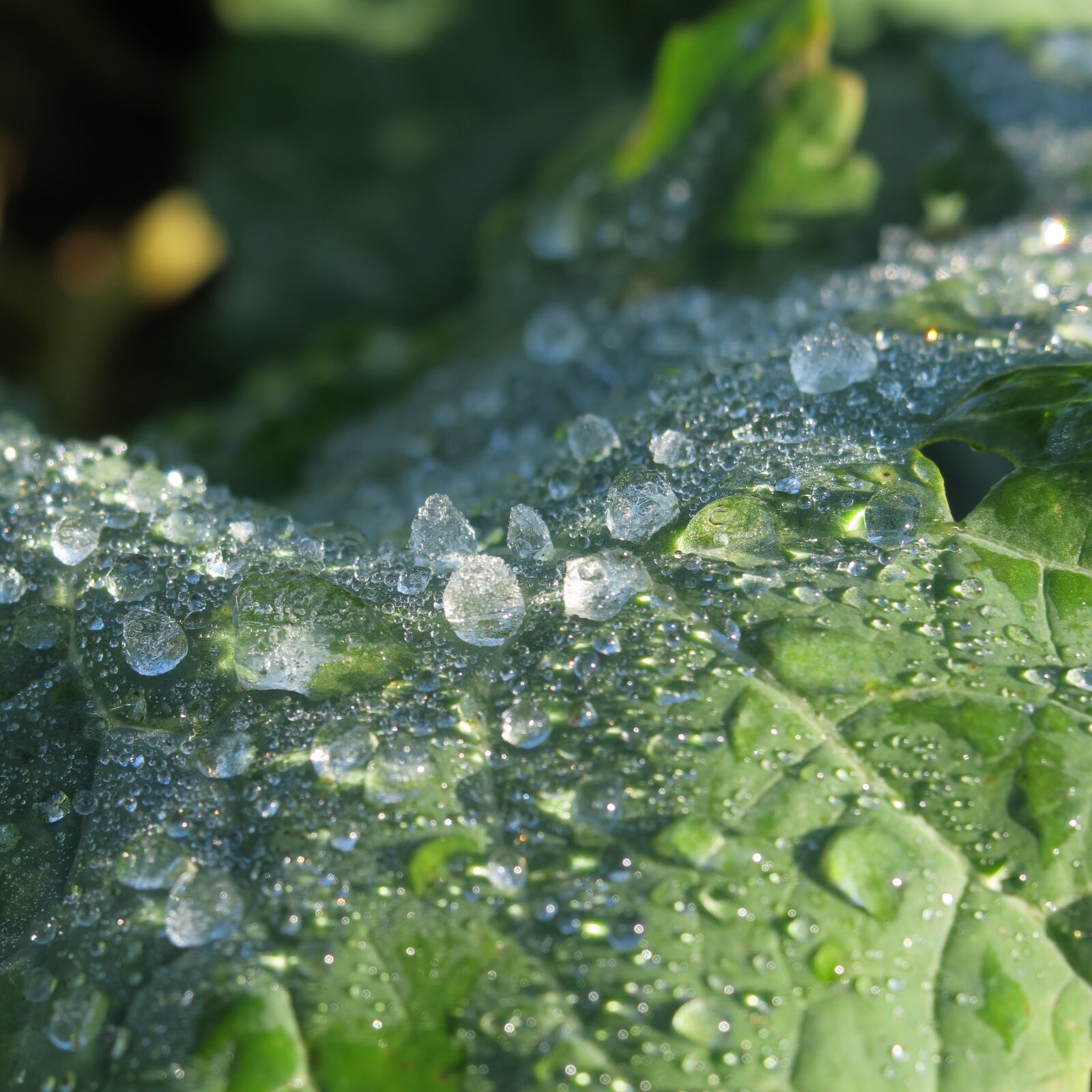 Canon PowerShot G3 X sample photo. Morgentau, hoarfrost, cabbage leaf photography