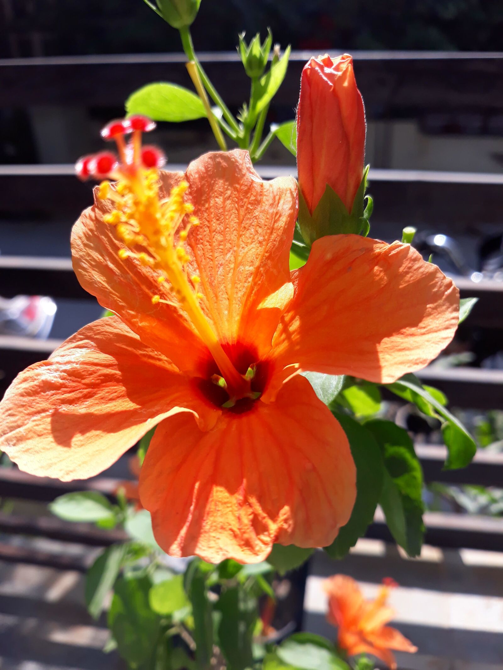 Samsung Galaxy J7 Pro sample photo. Jasood, flower, orange photography