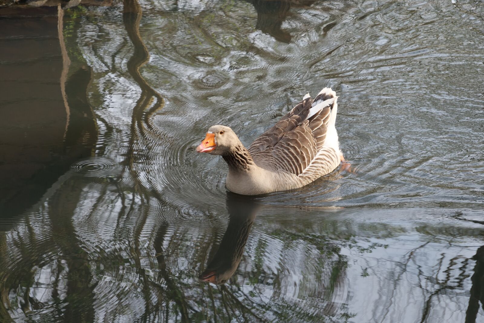 Panasonic Lumix DC-G9 sample photo. Waters, nature, bird photography