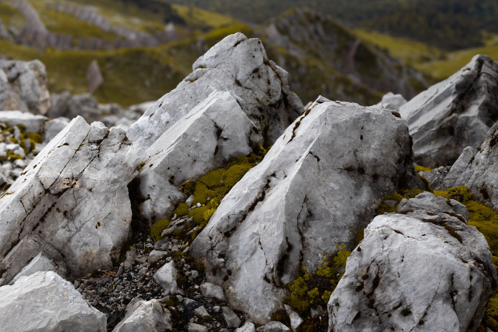 Canon EF 50mm F1.8 STM sample photo. White rocks, stones, moss photography