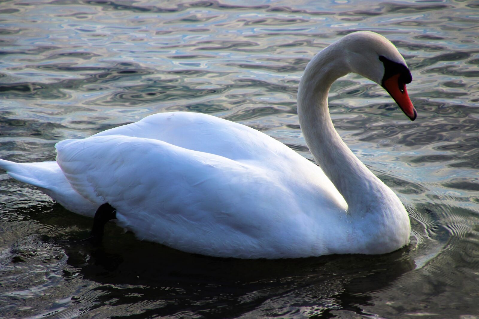 Canon EOS 80D sample photo. Water, lake, birds photography
