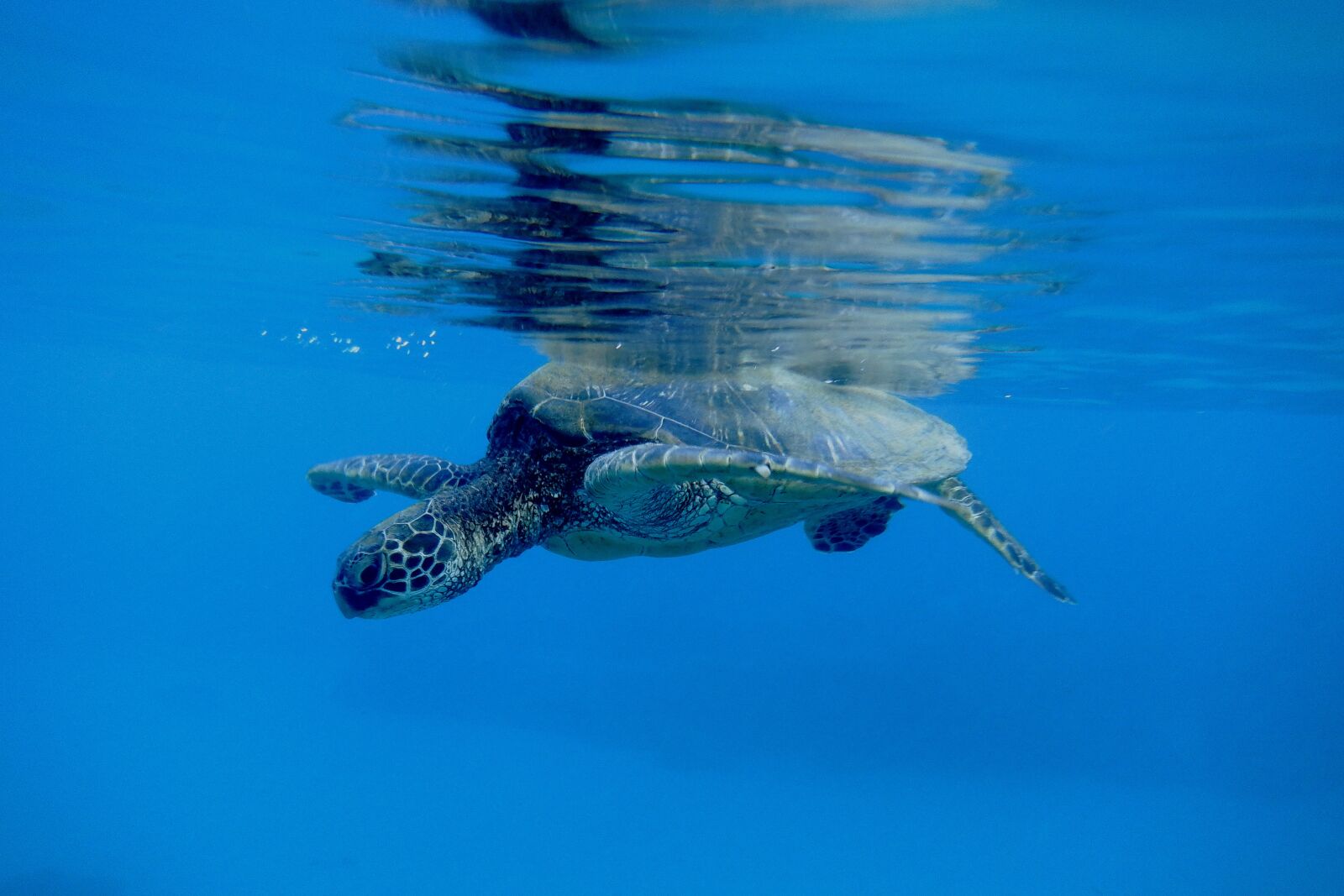 Fujifilm FinePix XP140 sample photo. Underwater, snorkel, turtle photography