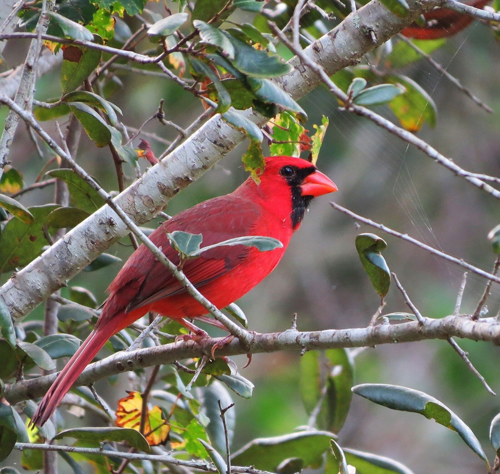 Canon PowerShot SX50 HS sample photo. Cardinal, male, redbird photography