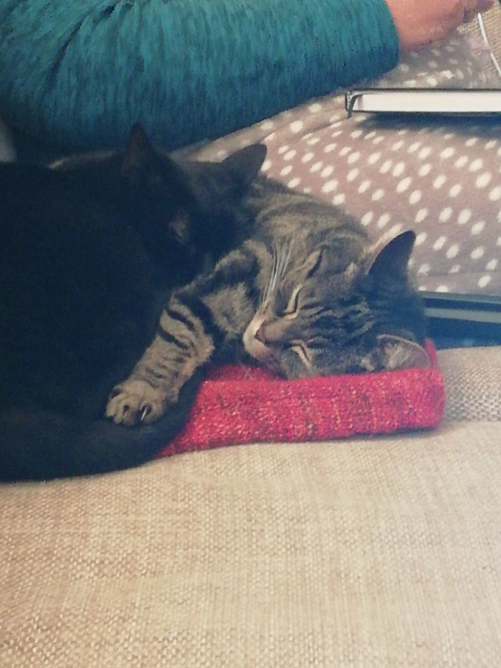 HUAWEI FIG-LX1 sample photo. Two cats, sisters, grace photography